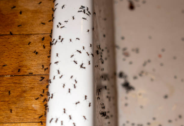 Best Pest Control Treatment  in New Paleste, IN
